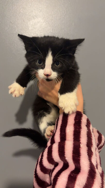 Last Maine coon x kitten