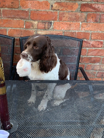 Working cocker spaniel