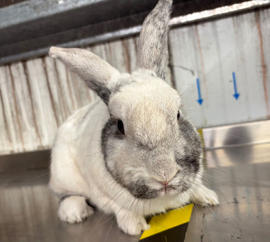 Female rabbit 2/3 years old
