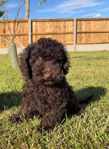 Cockapoo female fully vaccinated
