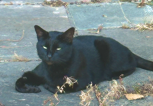 Beautiful Female Cat