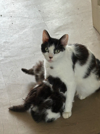 Adorable kittens