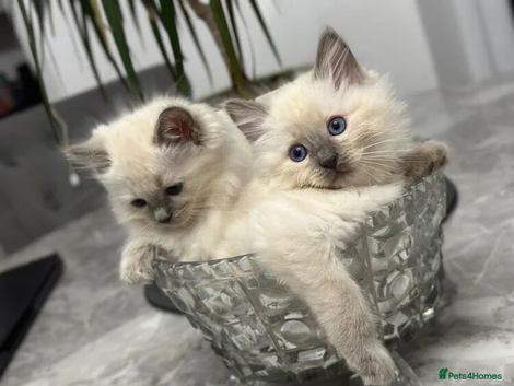 Female kittens