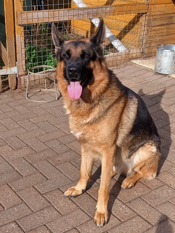 MALE GERMAN SHEPHERD FOR SALE