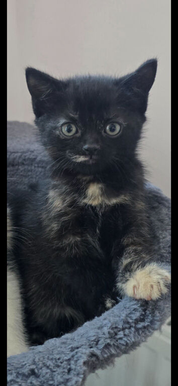 Lovely girl kitten