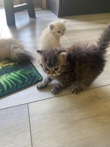 Selkirkrex babies