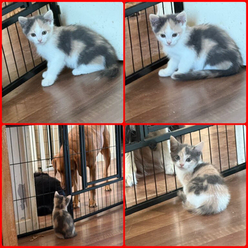 2 girl kittens left ready for new homes.