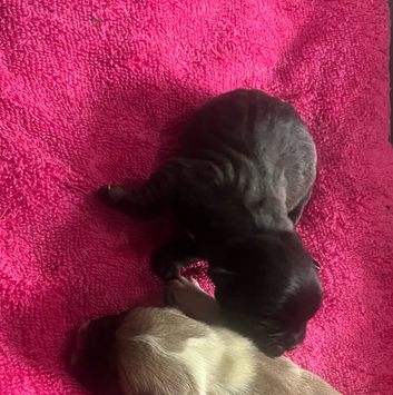 French bulldog x chug