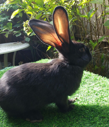 PURE BRED Continental Giant Baby Buck - Vaccinated - RESERVE