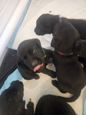 Beautiful litter of black labrador puppies