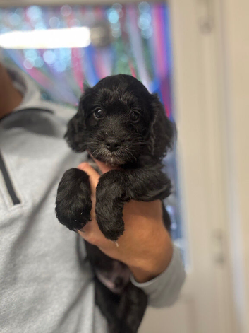 Ready now cockapoo puppy