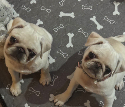 Female white pug