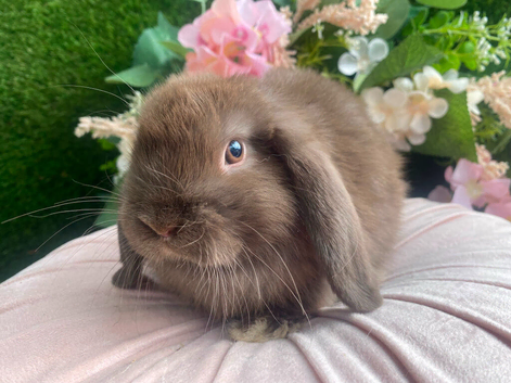Mini lops available