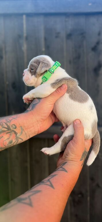 Olde English Bulldogs now