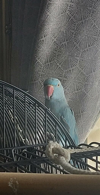 Rio blue ringneck
