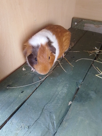 Male guinea pigs