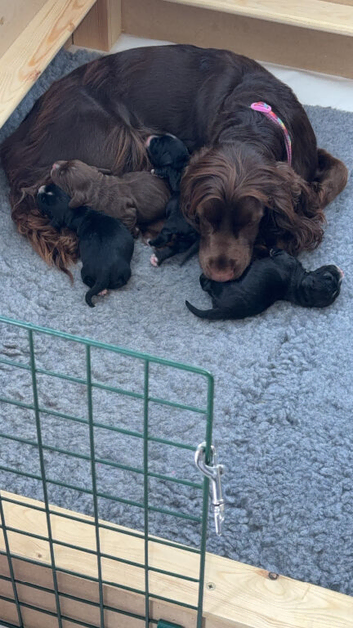 2 puppies available