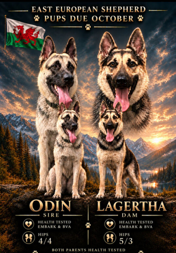 East european shepherd puppies due