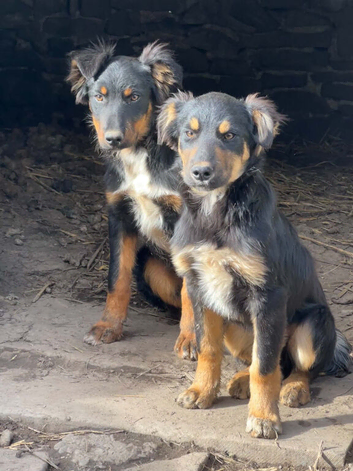 2 COLLIES LEFT