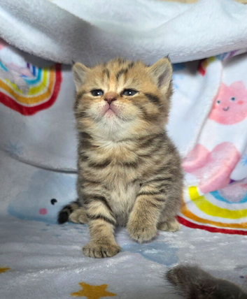 Beautiful chunky british shorthair