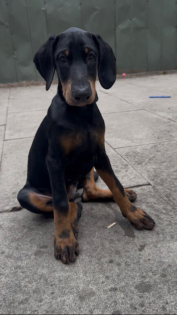 Male Doberman Puppy Available &ndash; Looking for the Right Home