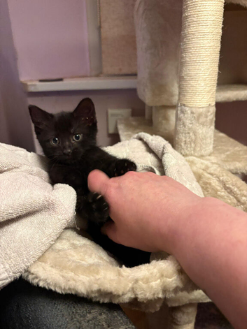 Beautiful black boy kitten