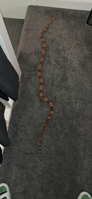 X3 boas for sale due to not having time
