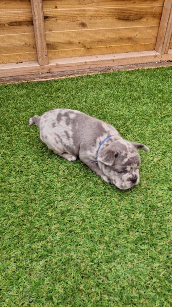 French bulldog puppies
