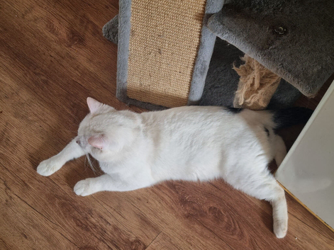 Beutifulmale cat