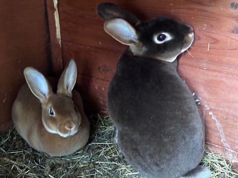 Mini Rex