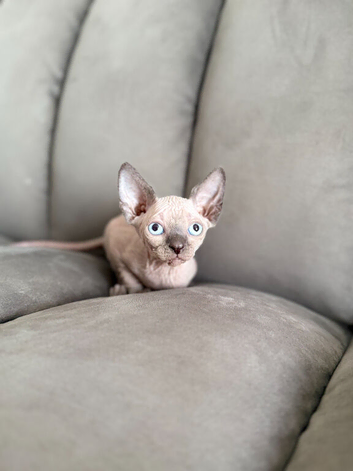 1 Grey girls with blue eyes left Canadian  Sphynx