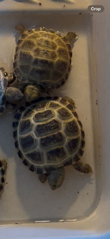 Baby Horsfield tortoises for sale