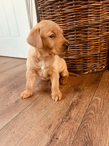 Beautiful fox red Labrador bitch available!