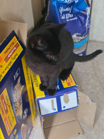 Kittens