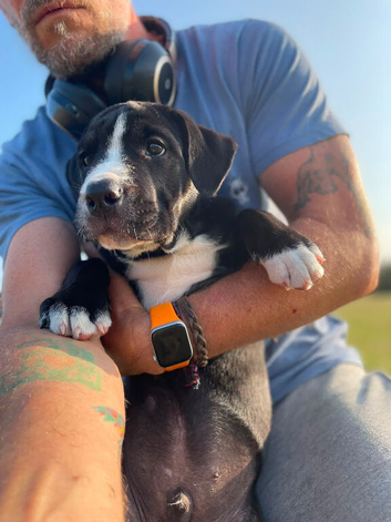 Bulldog cross collie