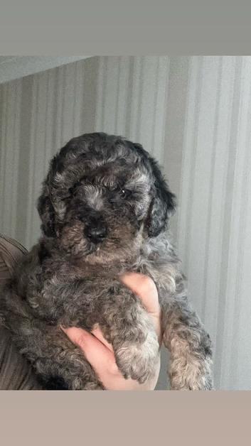 F1B toy cockapoo ready to leave 3 left