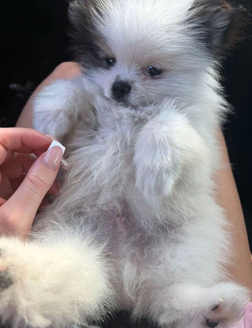 Toy boy pomerian