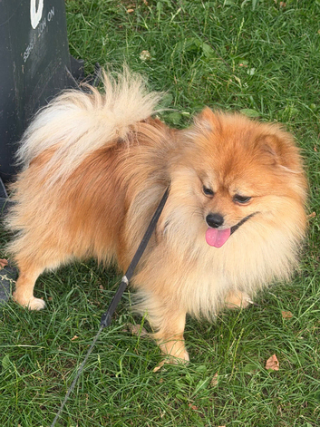 Pomeranian for sale ( 1yr +)