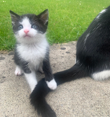 2 male kittens
