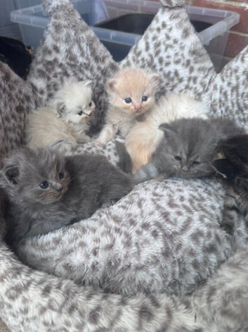 Person kittens
