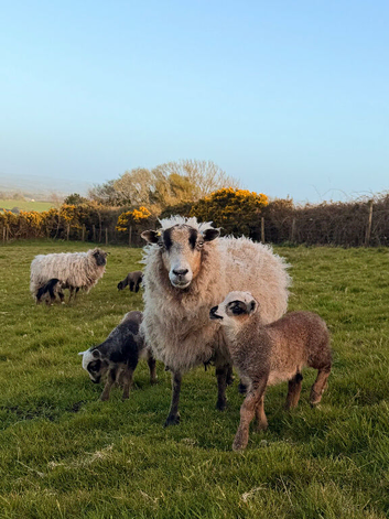 5x Ewes with 8x Lambs at foot