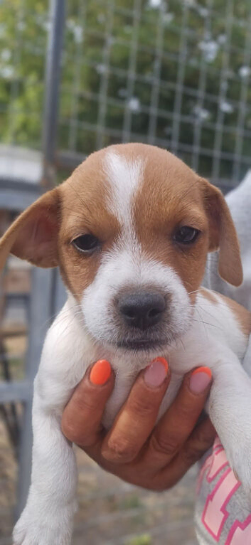 Border terrier X Jack Russell