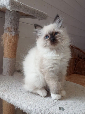 Wonderful Ragdoll kittens: Available Girl