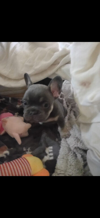 French bulldog pups, 2 x boys