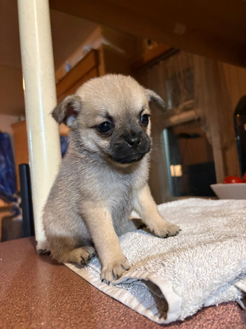 Pom x pug puppies
