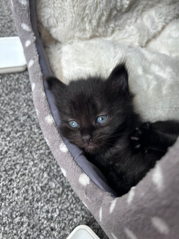 3 kittens for sale