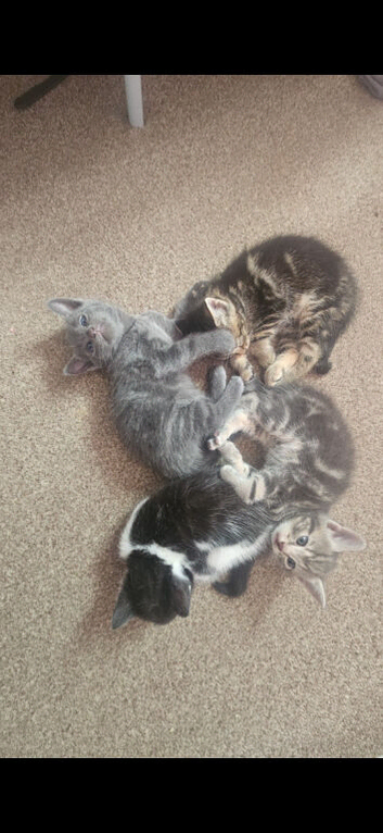 3 kittens looking for forever home