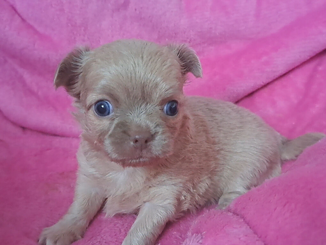 Long coat chihuahua pups Ready 9th July