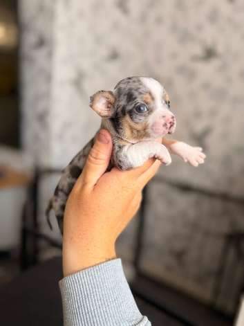 Two male puppy chihuahuas