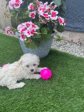 Just one beautiful girl left looking for a loving home ready now Maltipoo